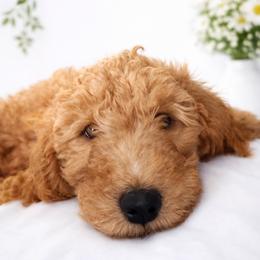 Dakota - Apricot male Goldendoodle puppy in Lake Charles, Louisiana from Perfect Fit Poodles & Doodles