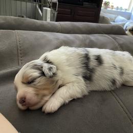 Australian Shepherd Puppies from Bluegrass Australian Shepherds
