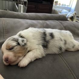 Australian Shepherd Puppies from Bluegrass Australian Shepherds