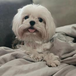 Beau - Maltese