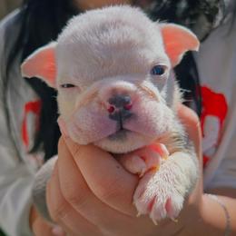 Frost - Blue tri-color male Bulldog puppy in Perris, California from Ohana_626_kennels