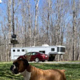 Boxer All Grown Up from Buffalo Creek Boxers