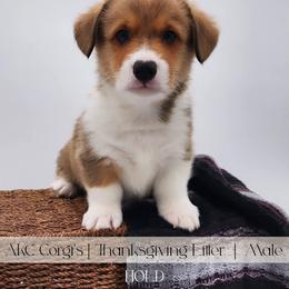 Cream Corn - Red male Pembroke Welsh Corgi puppy in Pine Village, Indiana from NL Horsemanship