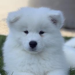 Labrador Retriever and Samoyed Puppies from Carefree Samoyeds & Deserthills Labradors