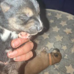Doc - Black and tan male Shiba Inu puppy in Nashua, New Hampshire from My Beloved Shiba LLC