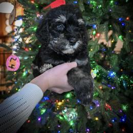 Comet - Tri-color male Bernedoodle puppy in Lookout, California from Remington Kennels, LLC