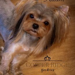 Tatum - Yorkshire Terrier