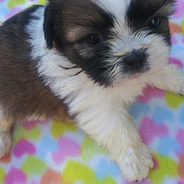 Shih Tzus from Shalonne MillerStone's Shih Tzu