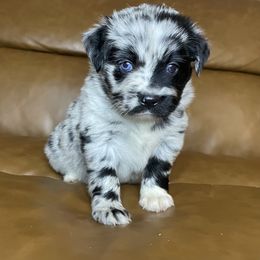 Margo - Blue merle female Miniature Australian Shepherd puppy in Brenham, Texas from Stone N Rose Kennels