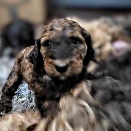 Bernedoodle Puppies from Home Grown Hearts Doodles