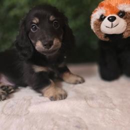 Chase - Black and cream male Dachshund puppy in Centerville, Georgia from Mel's LowRider Ranch