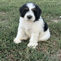 Bernedoodle Puppies from Salty Point Doodles