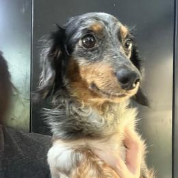 Sprinkles - Dachshund