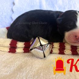 King - Black tri male Miniature Australian Shepherd puppy in Millington, Tennessee from Goading Glee Glade