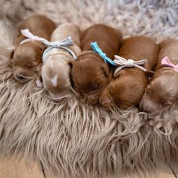Goldendoodle puppies from Island Doodles