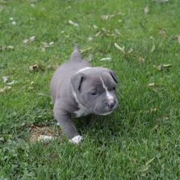 Dart - Blue male American Bully puppy in Jefferson, Ohio from Blue Fury's