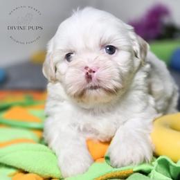 Emroy - Liver male Shih Tzu puppy in League City, Texas from Divine Pups