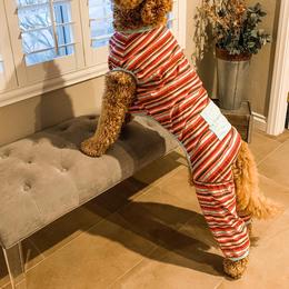 Goldendoodle Puppies from 24 Karat Doodles
