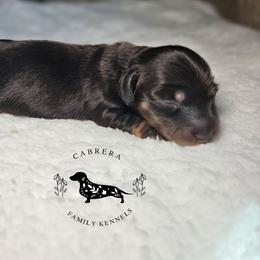 Bruce - Black and cream male Dachshund puppy in Modesto, California from Cabrera Family Kennels