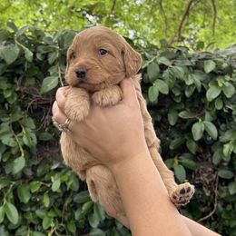 Goldendoodle Puppies from Roseville GoldenDoodles