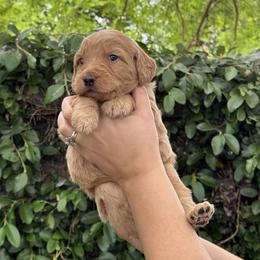 Goldendoodle Puppies from Roseville GoldenDoodles