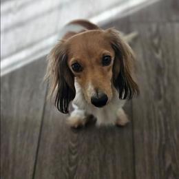 Willow - Piebald female Dachshund puppy in Anaconda, Montana from Montana Country Dachshunds
