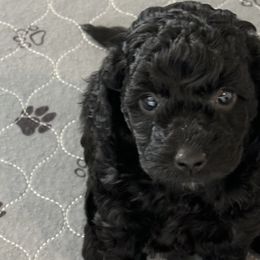 Goldendoodles from Divine Doodles