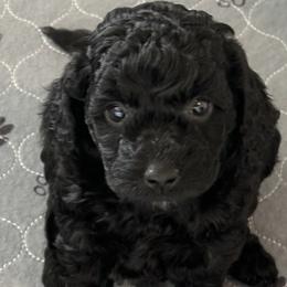 Goldendoodles from Divine Doodles