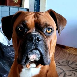 Coup - Boxer
