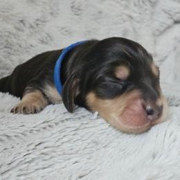 Spruce - Black and cream male Dachshund puppy in Pasco, Washington from Loyal Lil Dachshunds
