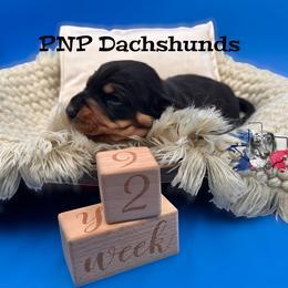 Phil - Black and tan male Dachshund puppy in Ben Wheeler, Texas from P&P Dachshunds