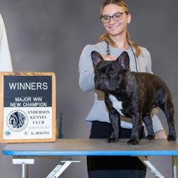 Lee - French Bulldog