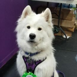 Samoyeds from Shayna Samoyeds