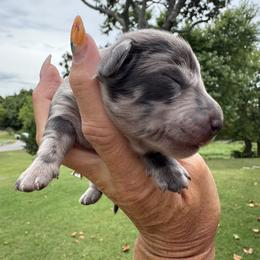 Indigo - Dapple male Dachshund puppy in Bentonville, Arkansas from Boujee Buns Dachshunds