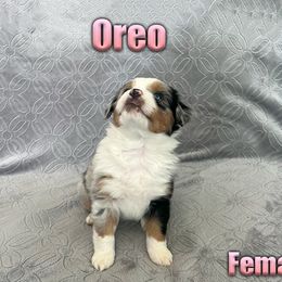 Miniature American Shepherd and Miniature Australian Shepherd Puppies from Regal Miniature American Shepherds | Regal Miniature Australian Shepherds