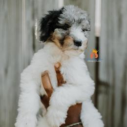 Girl 1 - Blue merle female Bernedoodle puppy in Independence, Missouri from Crown Stephens Family Doodles