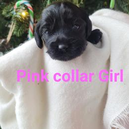 Pink girl - Black and white female Cockapoo puppy in Dayton, Ohio from There's no place like home spaniels
