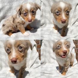 Red Merle male - Red merle male Toy Australian Shepherd puppy in Brooker, Florida from Honey, I Shrunk the Aussies