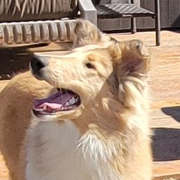 Vanessa - Collie