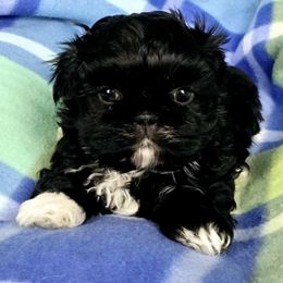 Shih Tzu Puppies from Ridgehaven Shih Tzus