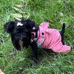 Obsidian - Yorkshire Terrier