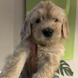 Paris - Cream female Goldendoodle puppy in Tucson, Arizona from Cheryl's Goldendoodles