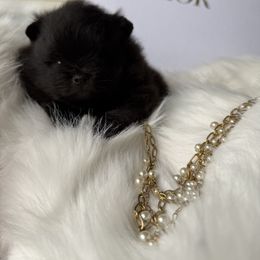 Baby Fig - Black male Pomeranian puppy in Sacramento, California from Carousel Poodles & Pomeranians