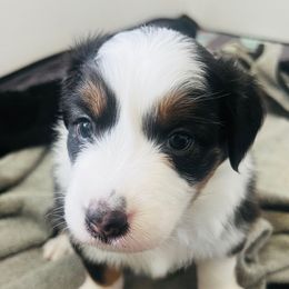 Jyn (Jyn-Jyn) - Black tri-color female Australian Shepherd puppy in Bennett, Colorado from Alolan Angel Aussies