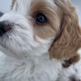 Cavapoo Puppies from Ellas.Pups
