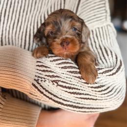 Cashew - Merle female Goldendoodle puppy in New Harmony, Indiana from Cottonwood Farms