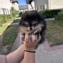 Chihuahua and Pomeranian Puppies from Pure hearts