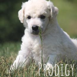 Danish - White female Poodle puppy in Pella, Iowa from Prodigy Farms Therapy Dogs