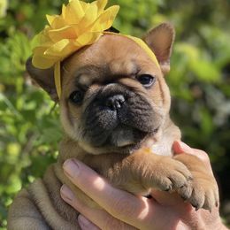 French Bulldog Puppies from Lost Coast French Bulldogs