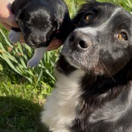 Miniature Australian Shepherd Puppies from Plett Pups